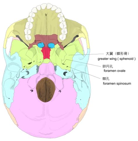 耳珠位置|Visual Anatomy 視覚解剖学